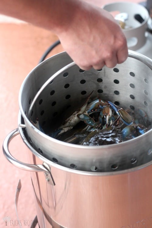 Classic Steamed Blue Crabs