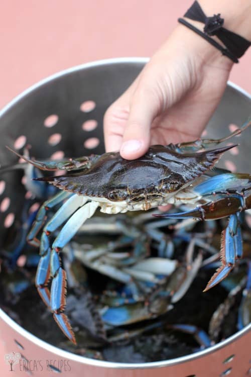 Classic Steamed Blue Crabs