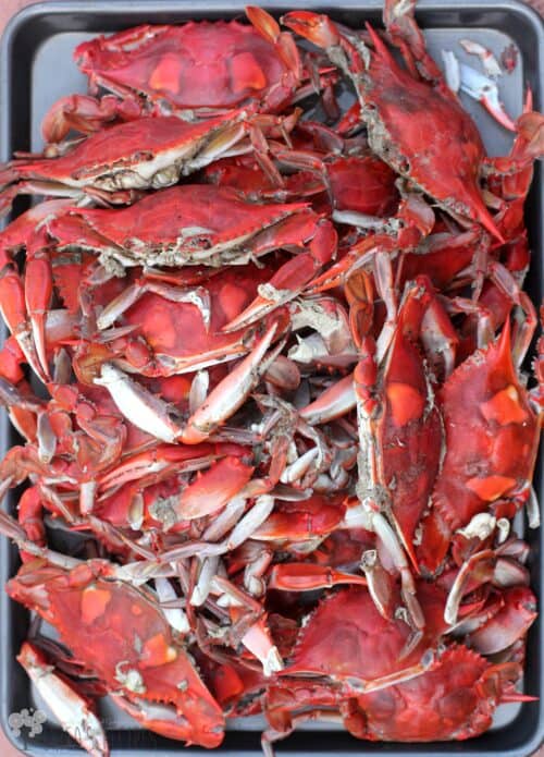 Classic Steamed Blue Crabs