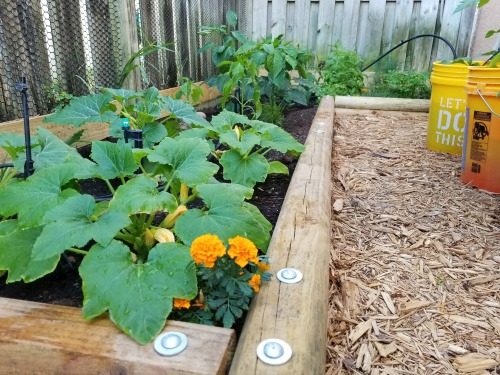 My Garden Transformation: From Trainwreck to Bee Haven