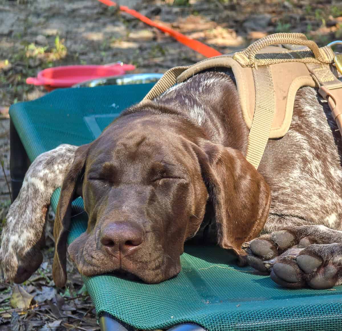 puppy asleep on green dog bed outdoors